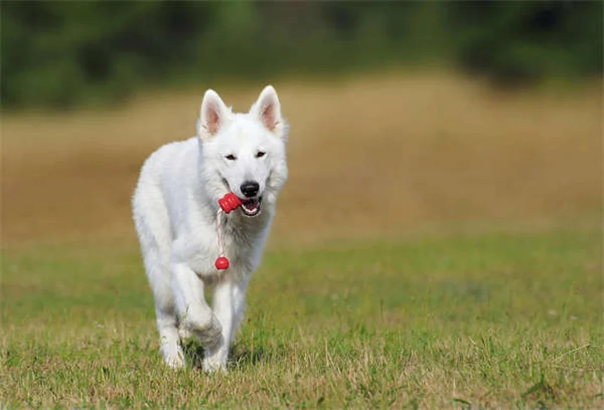 Síncope em Cães: O Que Fazer Quando Seu Pet Desmaia?