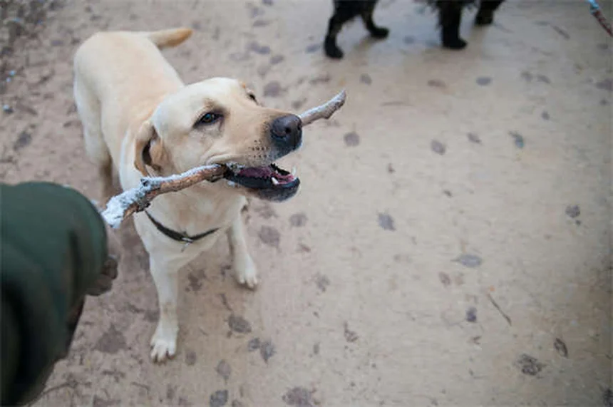 Síncope em Cães: O Que Fazer Quando Seu Pet Desmaia?
