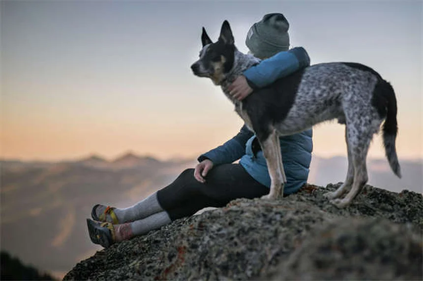 Síncope em Cães: O Que Fazer Quando Seu Pet Desmaia?