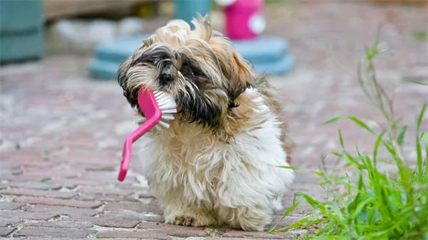 Óleo de peixe para cães: 7 benefícios comprovados para a saúde do seu pet