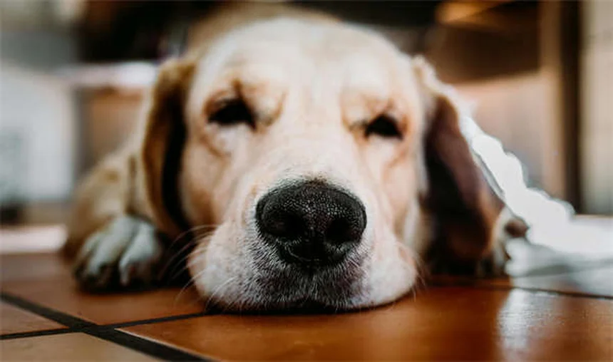 Hemoabdômen em Cães: Sinais, Causas e Tratamento (Guia Completo)