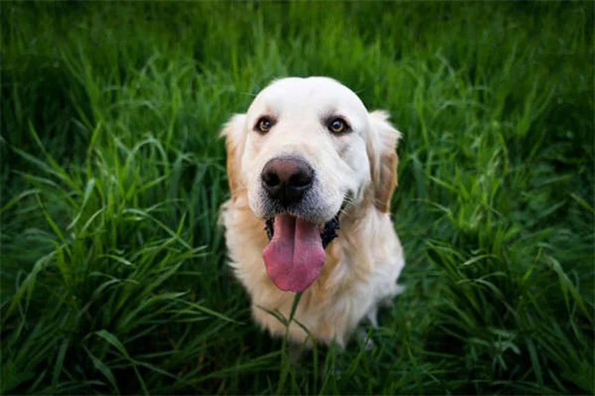 Como apresentar bebê ao cachorro sem stress: 5 dicas essenciais