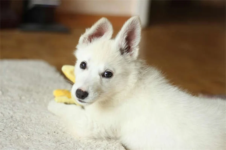 Quando os cães param de crescer? Guia completo para donos de pets
