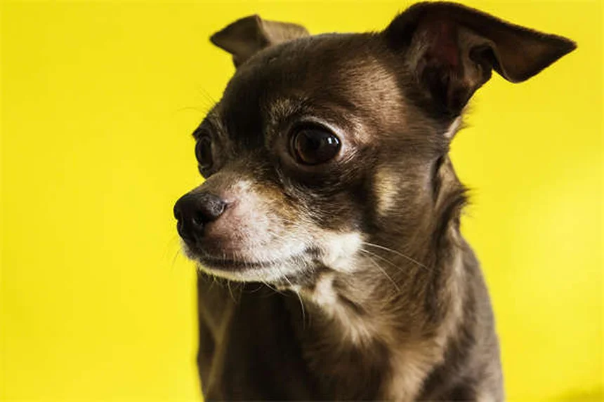 Carnitina para Pets: Tudo o Que Você Precisa Saber Sobre Este Suplemento