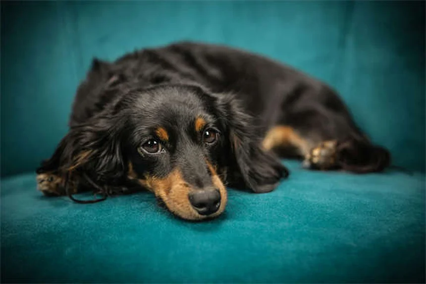 Cerúmen em Pets: Quando se Preocupar e Como Limpar Corretamente