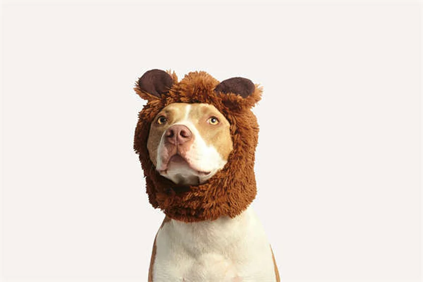 Epistaxe em Cães: O Que Fazer Quando Seu Cão Tem Sangramento Nasal?
