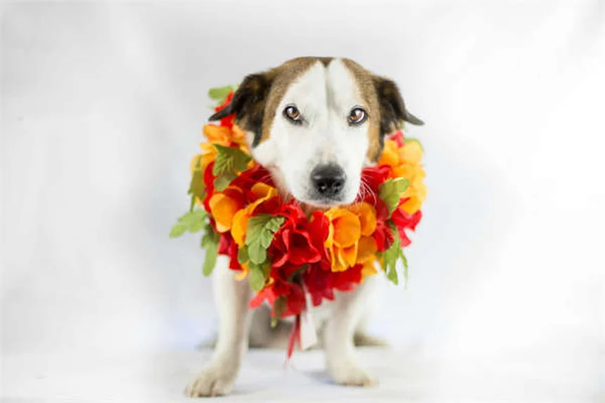 Como parar seu cachorro de fazer xixi em casa: soluções comprovadas