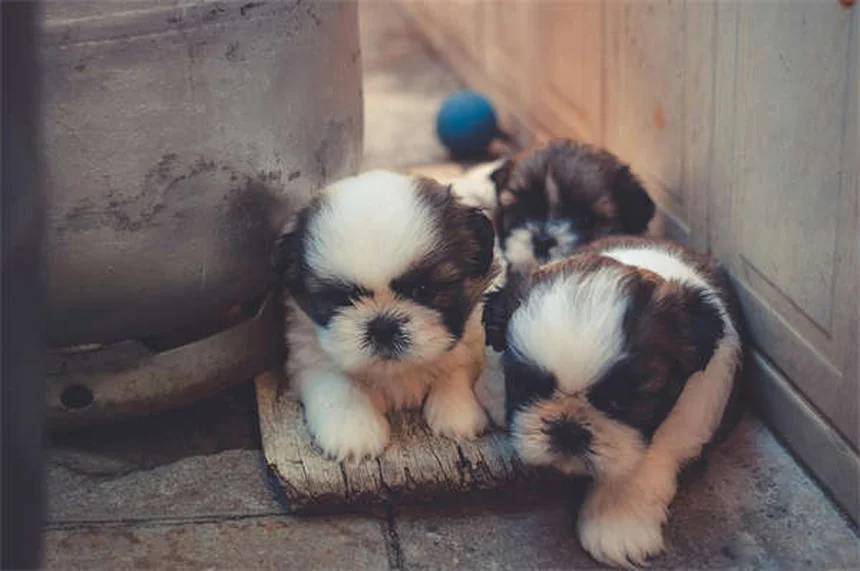 Por que os gatos dão coices como coelhos? Descubra os 3 motivos!