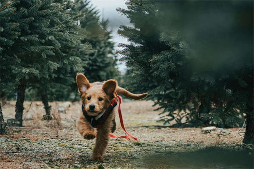 Os 7 melhores brinquedos para gatos segundo especialistas felinos