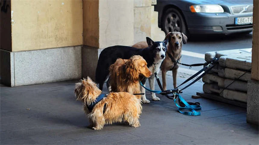 Skijoring com Cães: O Guia Completo para Iniciantes em Portugal