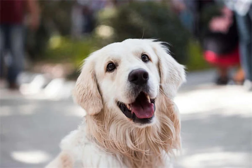 Cães ensinam responsabilidade às crianças? Descubra como!