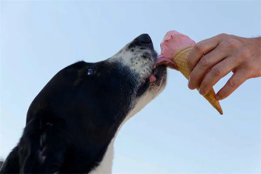 Cães ensinam responsabilidade às crianças? Descubra como!