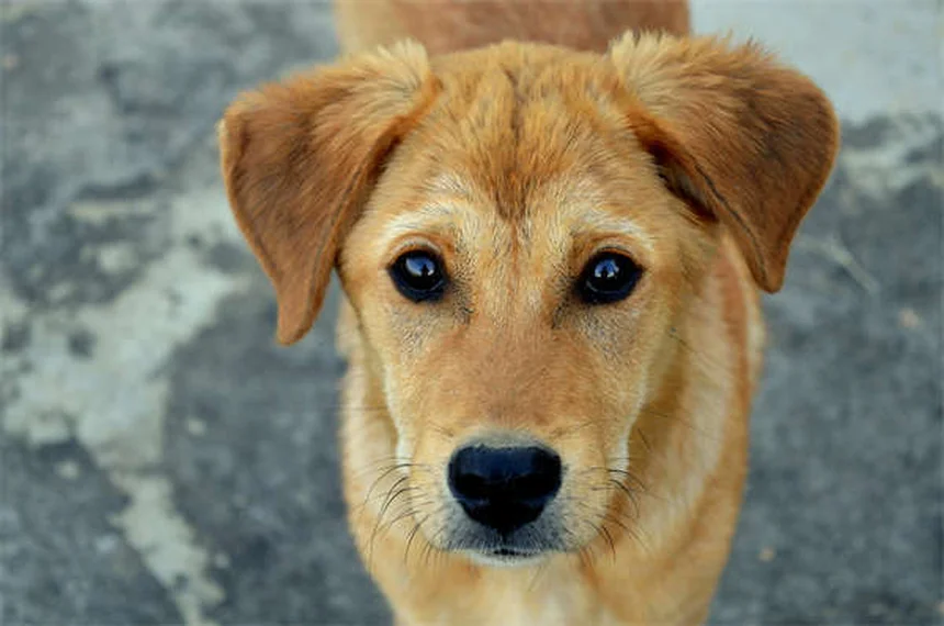 5 Doces de Halloween Perigosos para Cães - Saiba Como Proteger Seu Pet!
