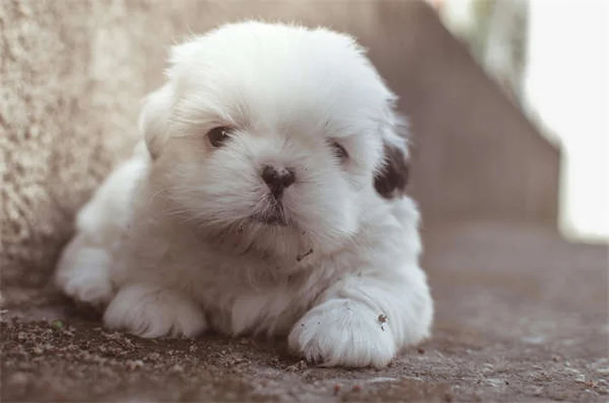 10 Raças de Cães de Caça Perfeitos para Famílias Ativas