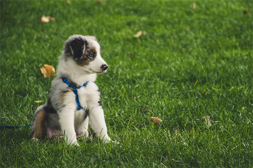 10 Raças de Cães de Caça Perfeitos para Famílias Ativas