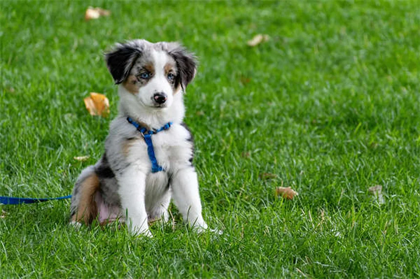 10 Raças de Cães de Caça Perfeitos para Famílias Ativas