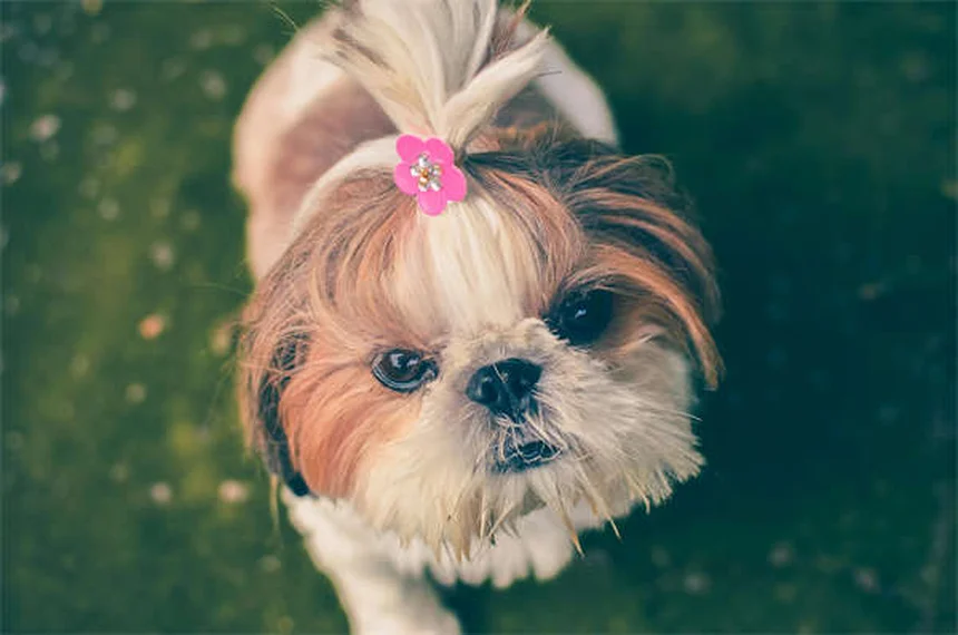 Produtos de limpeza perigosos para pets: 6 itens tóxicos que você tem em casa