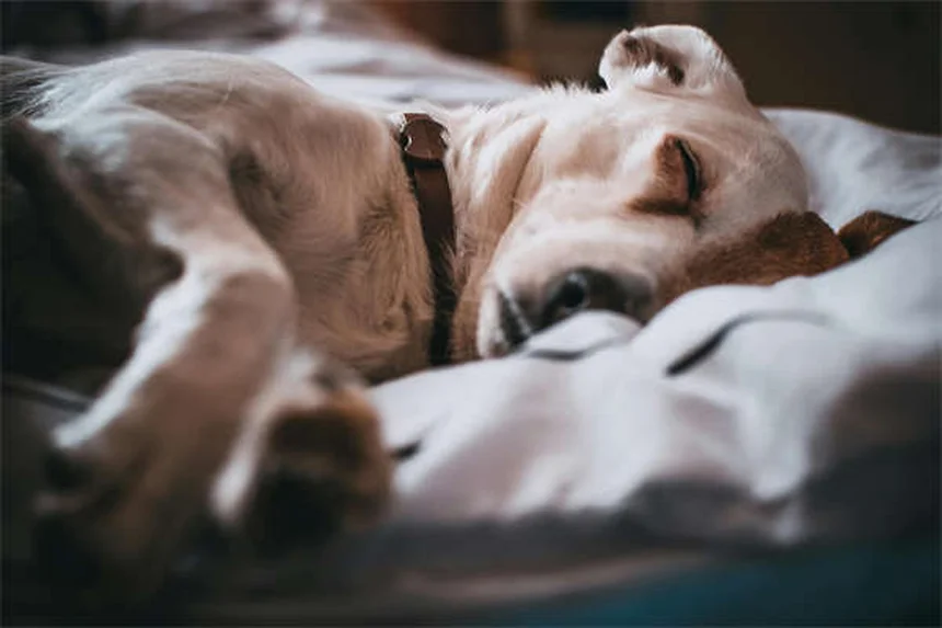 Cães tímidos: como ajudar seu pet introvertido a ganhar confiança