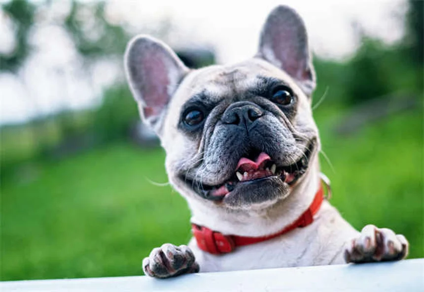 Cães tímidos: como ajudar seu pet introvertido a ganhar confiança