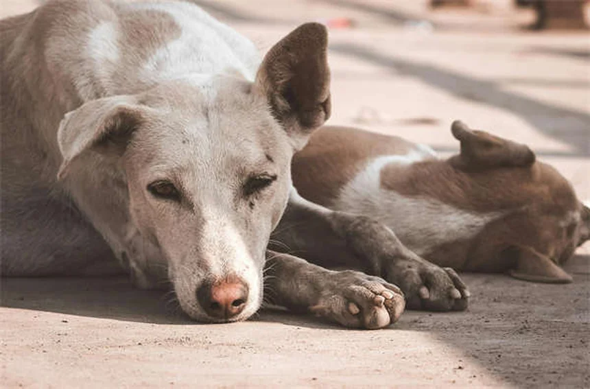 Cães lambem feridas: Perigo ou cura? Descubra a verdade!