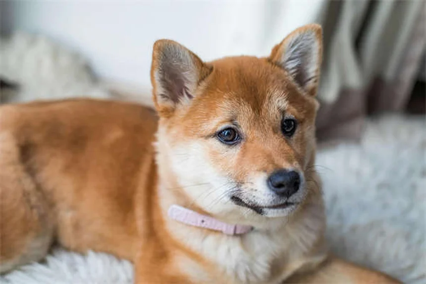 Cães lambem feridas: Perigo ou cura? Descubra a verdade!