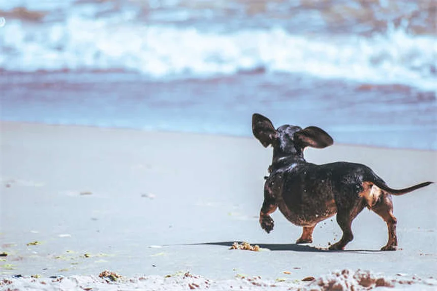 Cães lambem feridas: Perigo ou cura? Descubra a verdade!