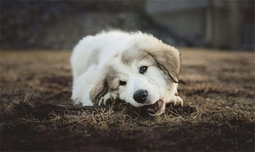 Como evitar que seu cachorrinho faça xixi em casa: 5 dicas infalíveis
