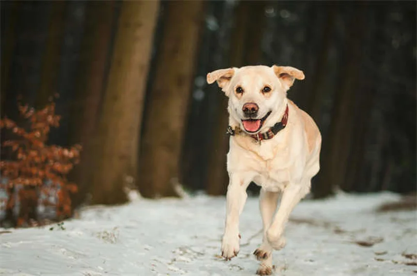 Como evitar que seu cachorrinho faça xixi em casa: 5 dicas infalíveis