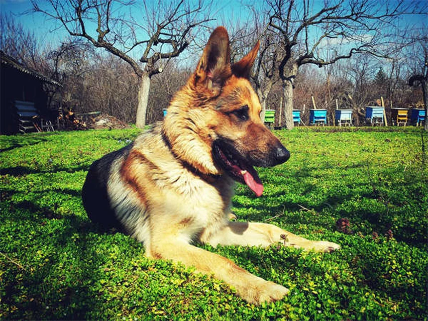 Como evitar que seu cachorrinho faça xixi em casa: 5 dicas infalíveis