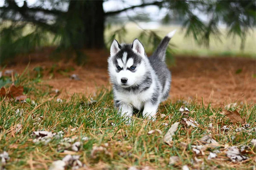 Benzodiazepínicos para cães: perigo ou tratamento?