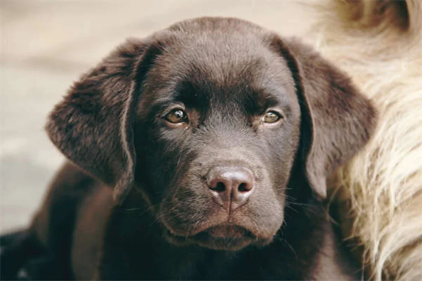 Benzodiazepínicos para cães: perigo ou tratamento?