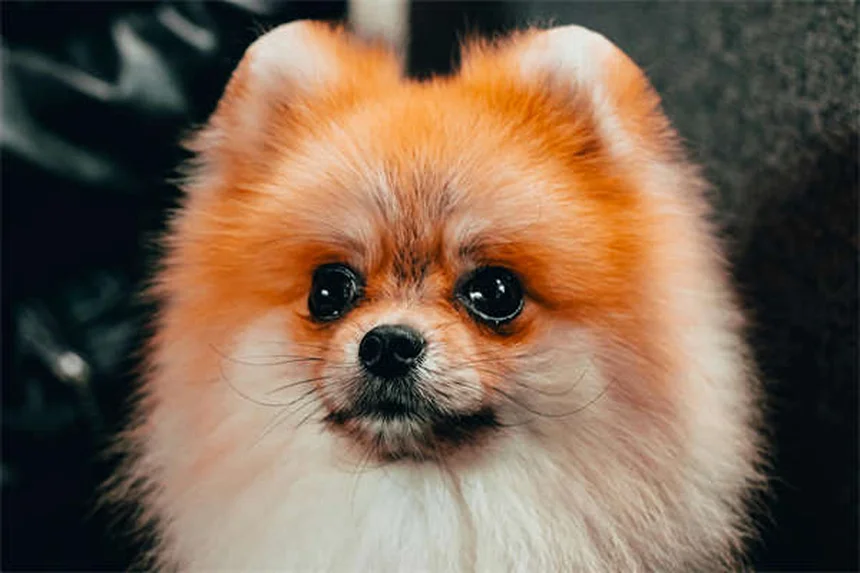 Como os cães pegam pulgas? 7 fontes comuns que você precisa conhecer!