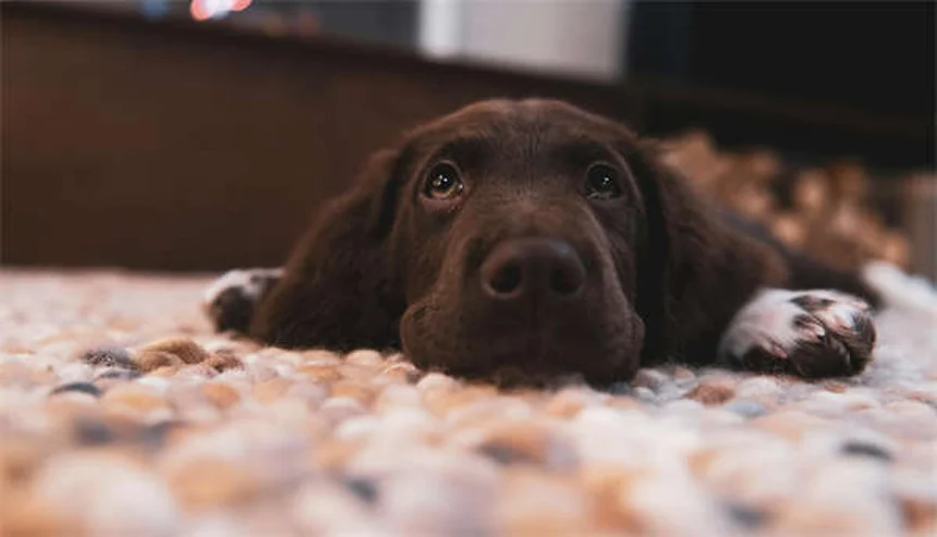 FCE em Cães: O Que É e Como Tratar a Embolia Fibrocartilaginosa