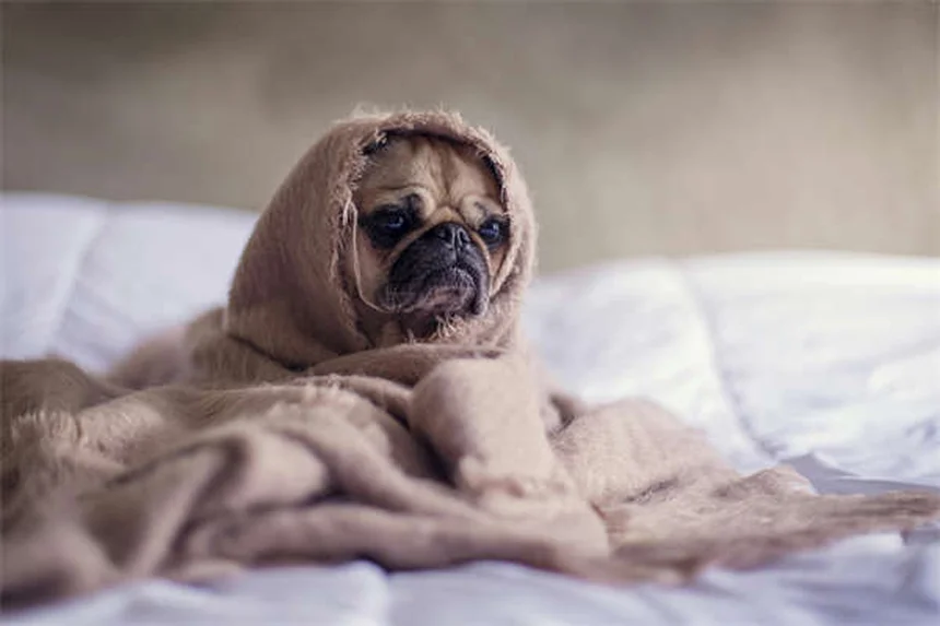 FCE em Cães: O Que É e Como Tratar a Embolia Fibrocartilaginosa